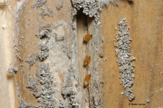 Termite Biology (eastern subterranean termites and Formosan termites ...